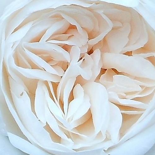Růže eshop - Rosa  Summer Memories® - diskrétní - Stromkové růže s květy anglických růží - bílá - Tim Hermann Kordes - stromková růže s keřovitým tvarem koruny - -